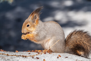 The squirrel in winter sits on white snow.