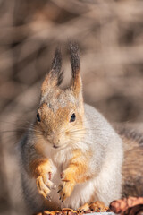 The squirrel in winter sits on white snow.