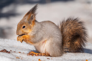 The squirrel in winter sits on white snow.