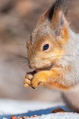 The squirrel in winter sits on white snow.