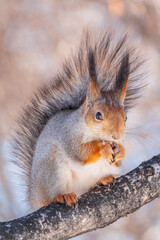 The squirrel with nut sits on tree in the winter or late autumn