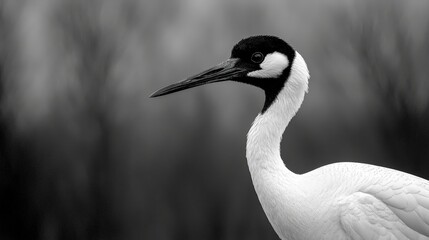 Obraz premium Close-up monochrome portrait of a white crane with a black head and beak, set against a blurred background.