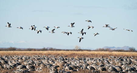 Snow Geese in flight, migrating to Arizona