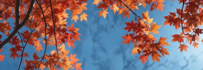 Vibrant orange and red maple leaves against a blue sky , red, maple leaves