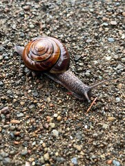 Snail