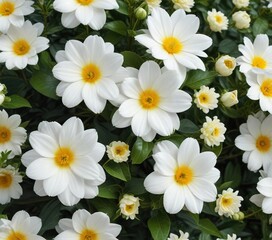 Fototapeta premium Large white flowers with a yellow center on a mature plant against a green background, perennial, floral arrangement