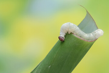A banana skipper caterpillar is eating a banana leaf. This insect has the scientific name Erionota...