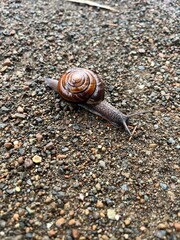Snail 2