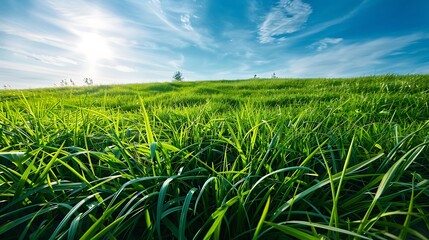 Collection of Vibrant Green Grass, Dew, Wildflowers, and Nature Scenes in Various Settings