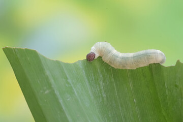 A banana skipper caterpillar is eating a banana leaf. This insect has the scientific name Erionota...