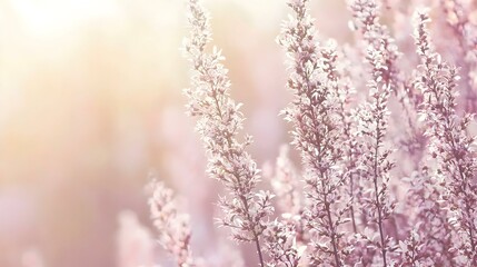 Naklejka premium Soft pink flowers blooming in sunlight. Pastel floral background. Perfect for spring or summer designs.