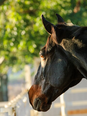 Close up of horse looking over fence with light shining on the horse's eye