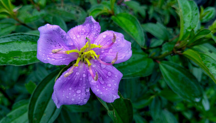 A Close-up of Melastoma Malabathricum Flower Fully Blooming in Violet near the Mangrove. Its properties are energy maintainance, immunity increase, as sedative, liver and kidney nourishment