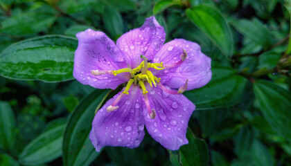 A Close-up of Melastoma Malabathricum Flower Fully Blooming in Violet near the Mangrove. Its properties are energy maintainance, immunity increase, as sedative, liver and kidney nourishment