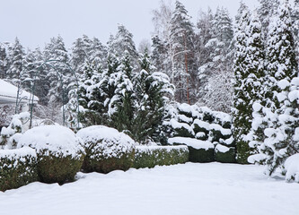 Winter garden with decorative shrubs and shaped yew and boxwoods, Buxus, covered with snow....
