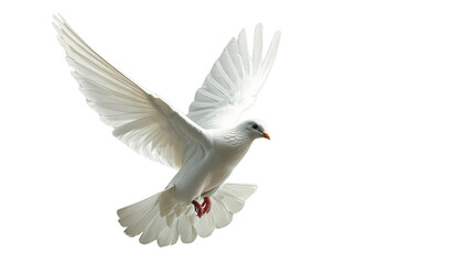 Fototapeta premium Majestic White Bird in Flight 