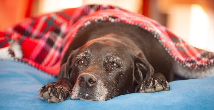 Senior black lab with grey and white hairs, lying down, snuggled up with plaid blanket