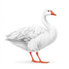 Obraz premium white domestic goose full body profile detailed feathers orange beak and feet realistic