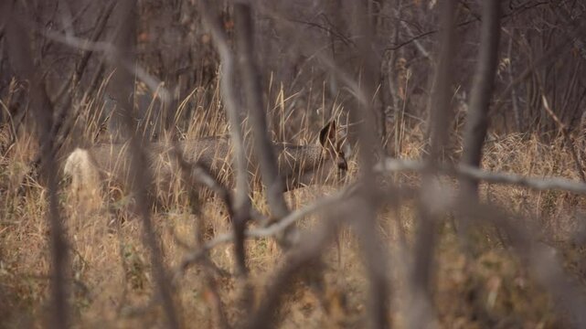 A deer walking through the woods in the fall