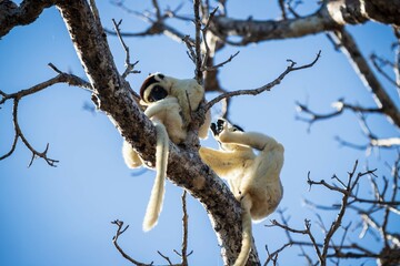Verreaux’s Sifaka Resting on Tree Branch Under a Blue Sky in Kirindy Forest, Madagascar