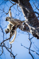 Verreaux's Sifakas Leaping Through the Trees, Kirindy National Park, Madagascar