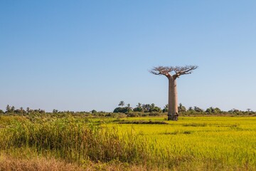 Baobabs Standing Tall Over a Rice Paddy Field, Madagascar	