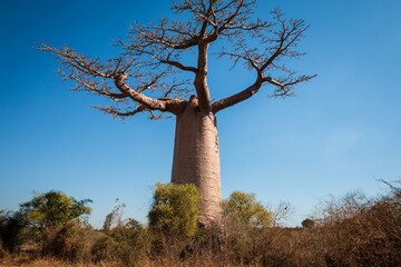Majestic Baobab Tree Against a Clear Blue Sky, Morondava, Madagascar	
