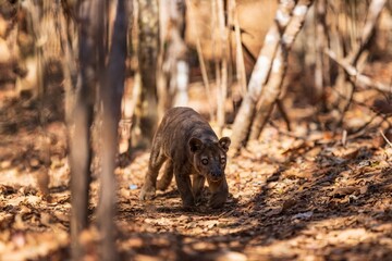 Fossa in Natural Habitat Among Dry Leaves and Trees, Kirindy Mitea National Park, Madagascar