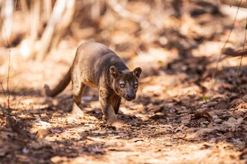 Fossa in Natural Habitat Among Dry Leaves and Trees, Kirindy Mitea National Park, Madagascar