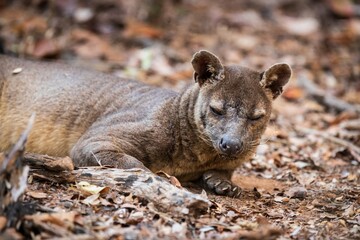 Sleepy Fossa Resting in Natural Habitat Among Dry Leaves and Trees, Kirindy Mitea National Park,...