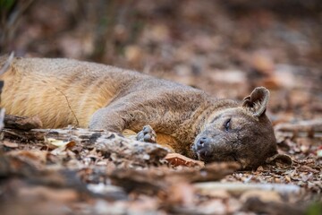 Fossa Resting in Natural Habitat Among Dry Leaves and Trees, Kirindy Mitea National Park, Madagascar