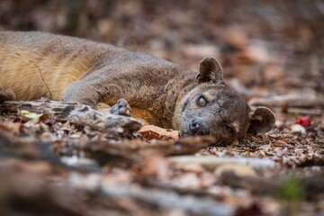 Sleepy Fossa Resting in Natural Habitat Among Dry Leaves and Trees, Kirindy Mitea National Park, Madagascar