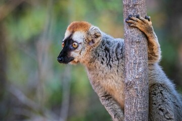 Curious Brown Lemur Hiding Behind a Tree in Kirindy Forest of Madagascar