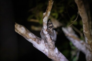 Curious Masoala Fork-Marked Lemur Hiding Behind a Tree in Kirindy Forest, Madagascar