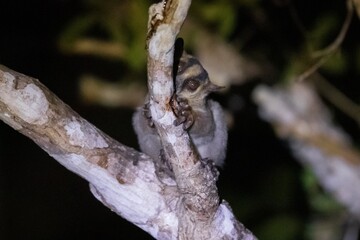 Curious Masoala Fork-Marked Lemur Hiding Behind a Tree in Kirindy Forest, Madagascar