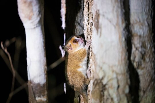Goodman&rsquo;s Mouse Lemur in Kirindy Forest at Night, Madagascar