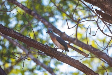 Crested Coua Bird Perched on Branch with Vibrant Colors, Kirindy, Madagascar