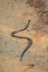 A Slender Brown Snake Slithering Through the Forest