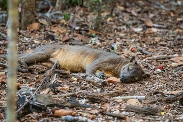 Fossa Resting in Natural Habitat Among Dry Leaves and Trees, Kirindy Mitea National Park, Madagascar