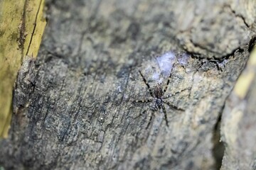 Small Spider Camouflaged on Bark of Tree Trunk