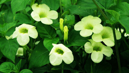 Garden plant bloomed with white flowers