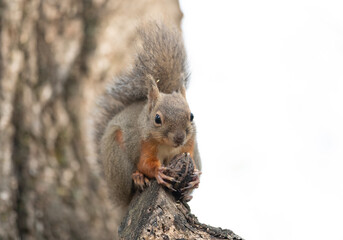 木の上でクルミを持っているニホンリス	
