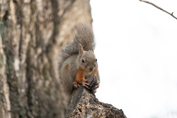 木の上でクルミを持っているニホンリス	