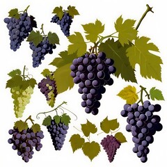 Fototapeta premium grapes on vine