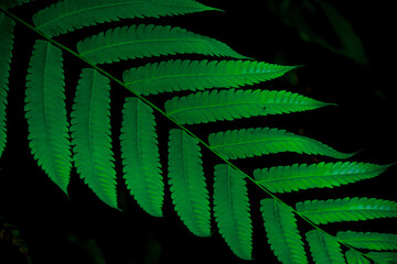 green fern leaves on dark black background