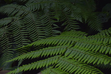 green fern leaves on dark black background