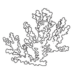 Vector marine corals. Hand-drawn illustration of underwater reefs on a white isolated background. An underwater engraving made in black ink in the style of line art.