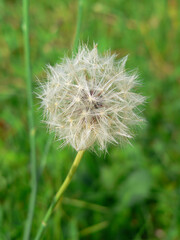 Close-up of a flower on a dandelion plant in a garden