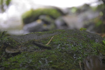 Close up of river rocks covered in green moss in the middle of the forest