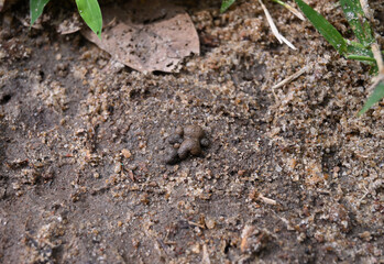A view of the ground that is nutrient and has earthworm feces on the surface